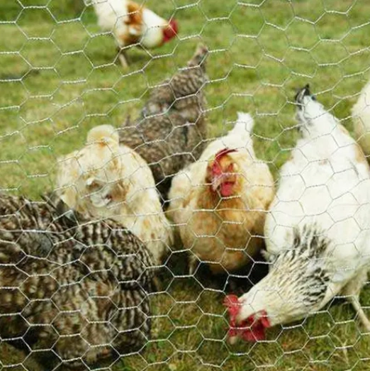 Hexagonal Wire Netting 2.png
