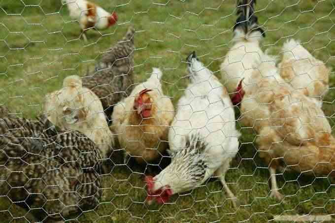 galvanized hexagonal wire mesh,galvanised hexagonal netting,hexagonal wire mesh