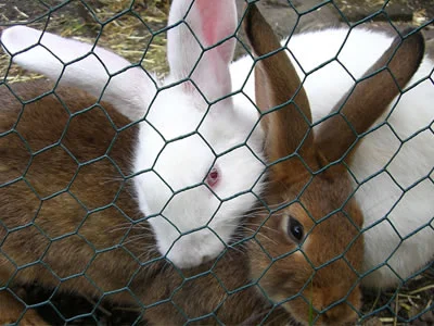 PVC Coated Hexagonal Wire Mesh2.png